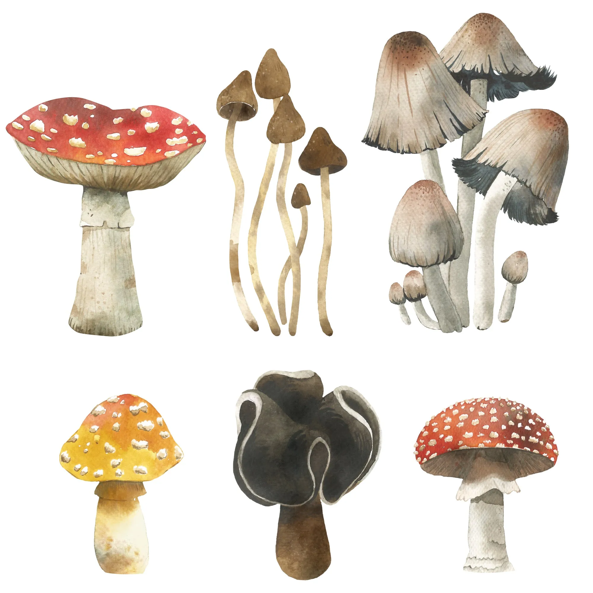 Mushroom Wall Decals - Set of 6 Toadstools & Mushrooms